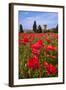 Poppies Close and Personal-Michael Blanchette-Framed Photographic Print