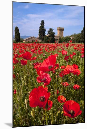 Poppies Close and Personal-Michael Blanchette-Mounted Photographic Print