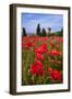 Poppies Close and Personal-Michael Blanchette-Framed Photographic Print