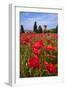 Poppies Close and Personal-Michael Blanchette-Framed Photographic Print