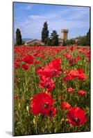 Poppies Close and Personal-Michael Blanchette-Mounted Photographic Print