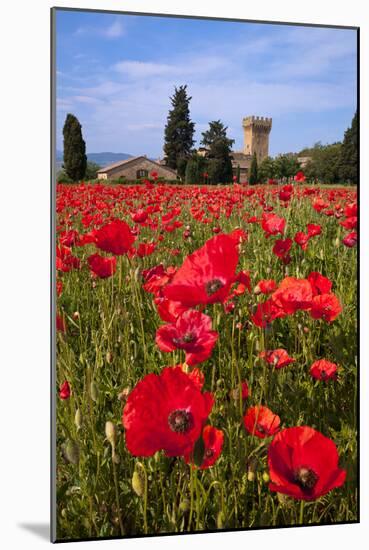 Poppies Close and Personal-Michael Blanchette-Mounted Photographic Print