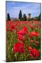 Poppies Close and Personal-Michael Blanchette-Mounted Photographic Print