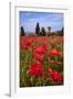 Poppies Close and Personal-Michael Blanchette-Framed Photographic Print