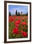 Poppies Close and Personal-Michael Blanchette-Framed Photographic Print