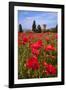 Poppies Close and Personal-Michael Blanchette-Framed Photographic Print