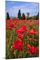 Poppies Close and Personal-Michael Blanchette-Mounted Photographic Print