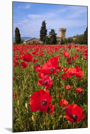 Poppies Close and Personal-Michael Blanchette-Mounted Photographic Print