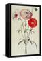 Poppies: Corn (Papaver Rhoeas)-Georg Dionysius Ehret-Framed Stretched Canvas