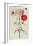 Poppies: Corn (Papaver Rhoeas)-Georg Dionysius Ehret-Framed Giclee Print