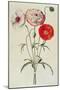 Poppies: Corn (Papaver Rhoeas)-Georg Dionysius Ehret-Mounted Giclee Print