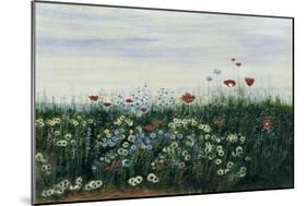 Poppies, Daisies and Other Flowers by the Sea-Andrew Nicholl-Mounted Giclee Print