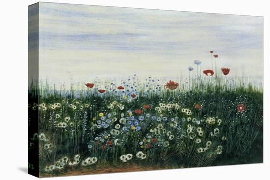 Poppies, Daisies and Other Flowers by the Sea-Andrew Nicholl-Stretched Canvas