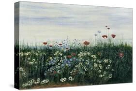 Poppies, Daisies and Other Flowers by the Sea-Andrew Nicholl-Stretched Canvas
