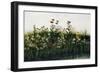 Poppies, Daisies and Thistles on a River Bank-Andrew Nicholl-Framed Giclee Print