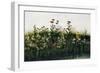 Poppies, Daisies and Thistles on a River Bank-Andrew Nicholl-Framed Giclee Print