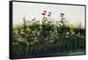 Poppies, Daisies and Thistles on a River Bank-Andrew Nicholl-Framed Stretched Canvas