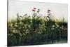 Poppies, Daisies and Thistles on a River Bank-Andrew Nicholl-Stretched Canvas