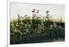 Poppies, Daisies and Thistles on a River Bank-Andrew Nicholl-Framed Giclee Print