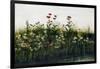 Poppies, Daisies and Thistles on a River Bank-Andrew Nicholl-Framed Giclee Print