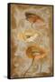 Poppies de Brun I-Lanie Loreth-Framed Stretched Canvas