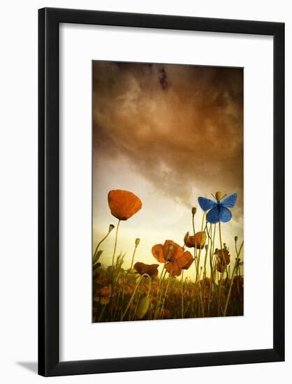 Poppies Dream-Marco Carmassi-Framed Photographic Print