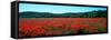 Poppies Field in Spring, Provence-Alpes-Cote D'Azur, France-null-Framed Stretched Canvas