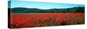 Poppies Field in Spring, Provence-Alpes-Cote D'Azur, France-null-Stretched Canvas