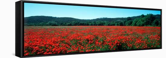 Poppies Field in Spring, Provence-Alpes-Cote D'Azur, France-null-Framed Stretched Canvas