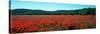 Poppies Field in Spring, Provence-Alpes-Cote D'Azur, France-null-Stretched Canvas
