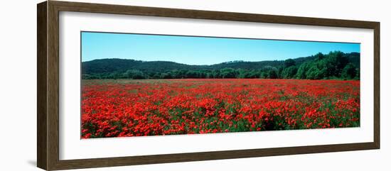 Poppies Field in Spring, Provence-Alpes-Cote D'Azur, France-null-Framed Photographic Print