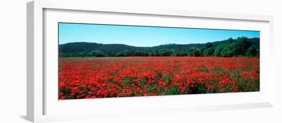 Poppies Field in Spring, Provence-Alpes-Cote D'Azur, France-null-Framed Photographic Print