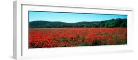 Poppies Field in Spring, Provence-Alpes-Cote D'Azur, France-null-Framed Photographic Print