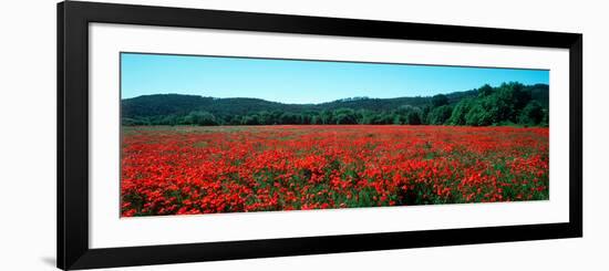 Poppies Field in Spring, Provence-Alpes-Cote D'Azur, France-null-Framed Photographic Print