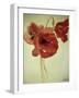 Poppies from the Cornfield-Joan Thewsey-Framed Giclee Print