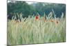 Poppies, Grain Field-Alfons Rumberger-Mounted Photographic Print