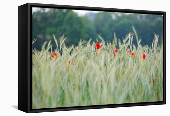Poppies, Grain Field-Alfons Rumberger-Framed Stretched Canvas