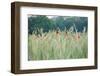 Poppies, Grain Field-Alfons Rumberger-Framed Photographic Print