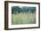 Poppies, Grain Field-Alfons Rumberger-Framed Photographic Print