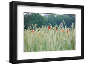 Poppies, Grain Field-Alfons Rumberger-Framed Photographic Print