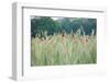 Poppies, Grain Field-Alfons Rumberger-Framed Photographic Print