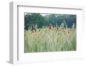 Poppies, Grain Field-Alfons Rumberger-Framed Photographic Print