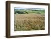 Poppies Grow Amongst Barley in a River Dart Valley Agricultural Landscape-Charles Bowman-Framed Photographic Print