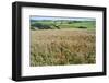 Poppies Grow Amongst Barley in a River Dart Valley Agricultural Landscape-Charles Bowman-Framed Photographic Print