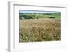 Poppies Grow Amongst Barley in a River Dart Valley Agricultural Landscape-Charles Bowman-Framed Photographic Print