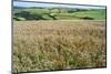 Poppies Grow Amongst Barley in a River Dart Valley Agricultural Landscape-Charles Bowman-Mounted Photographic Print