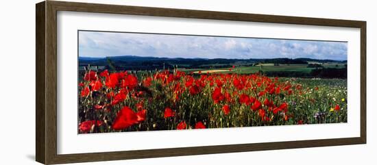 Poppies growing in a field, Rinzenberg, Rhineland-Palatinate, Germany-null-Framed Photographic Print