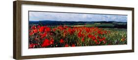 Poppies growing in a field, Rinzenberg, Rhineland-Palatinate, Germany-null-Framed Photographic Print