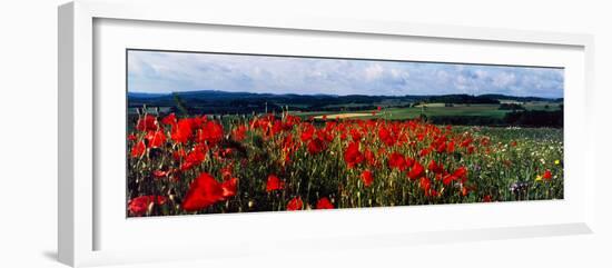 Poppies growing in a field, Rinzenberg, Rhineland-Palatinate, Germany-null-Framed Photographic Print