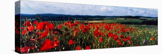 Poppies growing in a field, Rinzenberg, Rhineland-Palatinate, Germany-null-Stretched Canvas